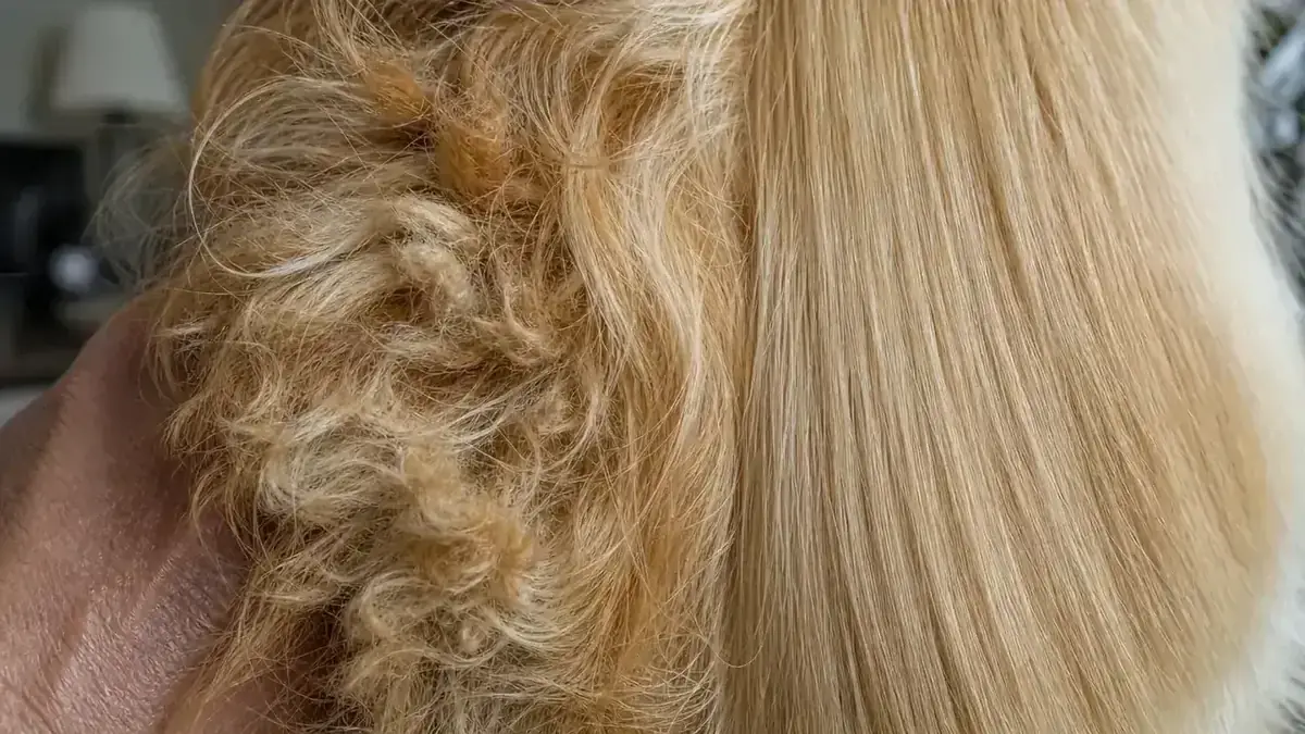 Close-up of a matted section of fur on a dog being worked out with a brush